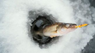 Каждый хвост на вес золота: на Ямале в самом разгаре подледный лов рыбы