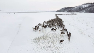 Захватывающие кадры: на Ямале начался перегон оленей на зимние пастбища (ВИДЕО)