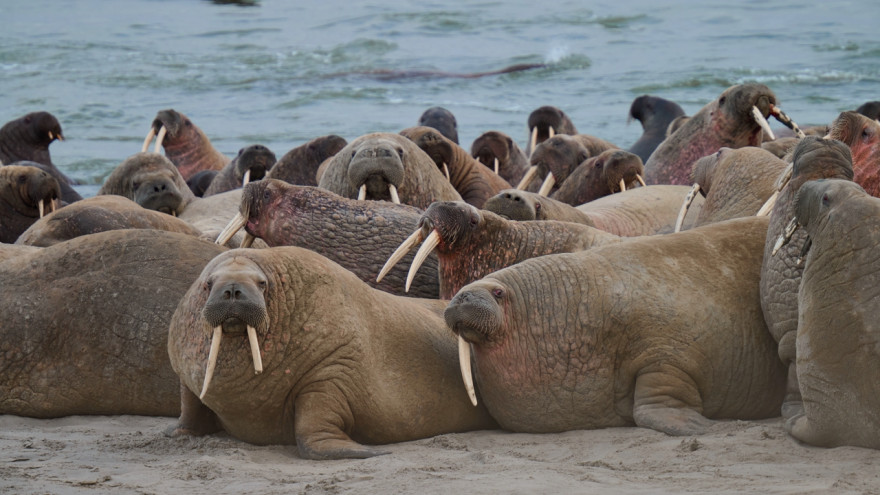 И вновь на Ямальских берегах: полторы тысячи моржей вернулись на знаменитое лежбище