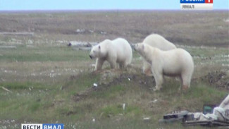На полярных медведей острова Белый наденут спутниковые ошейники