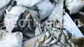 Салехардец обнаружил на берегу реки Васьёган мешки с гниющей рыбой