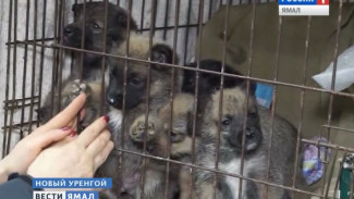 Живьем на помойку. Семерых щенков спасли в Новом Уренгое от гибели в мусоросборнике