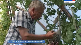 Горковскому огороднику удалось вырастить арбуз
