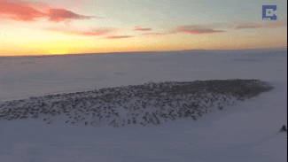 Завораживающее видео миграции северного оленя, снятое дроном