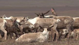 Тундровики вновь собирают аргиш: как оленеводы Ямала готовятся к длительному касланию
