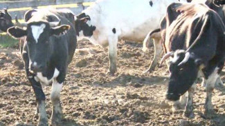 Мужевскую ферму серьезно модернизируют: как новоселье рогатых отразится на молочном рынке 