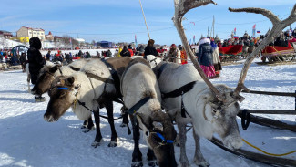 Ярмарки и спортивные состязания: Ямал начал готовиться к празднованию Дня оленевода
