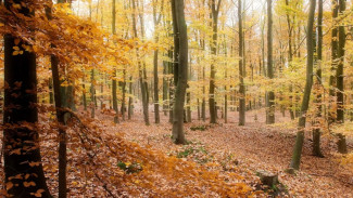 На Ямале представили первый в российской Арктике лесоклиматический проект