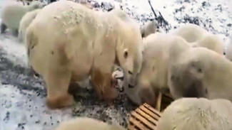 На архипелаге Новая Земля в Архангельской области из-за нашествия белых медведей ввели режим ЧС