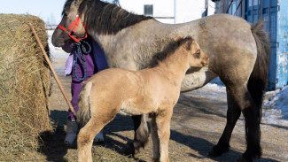 Бэби-бум на ферме: в Салехарде пополнение уникальной приобской породы