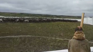 Видео: вакцинация оленей в Ямальской тундре идет полным ходом