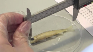 На Собском рыбзаводе ученые тестируют необычный метод воздействия на молодь муксуна