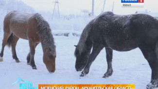 Зачем в Архангельской области лошадей стали содержать не в конюшнях, а на улице?
