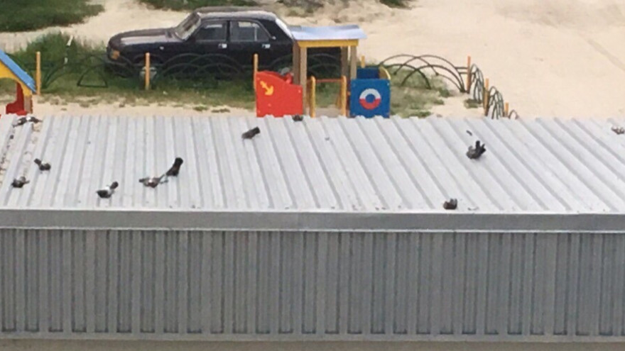 В Надыме на одной из крыш обнаружили скопление мертвых голубей 
