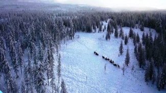 Поздравление с наступающим Новым годом от режиссёра фильма «Великий северный путь» Леонида Круглова