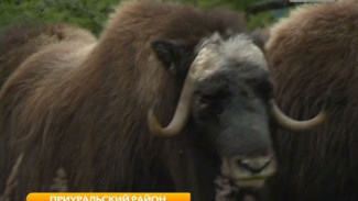 С пересадками и под наблюдением ученых ямальские овцебыки отправятся в Якутию