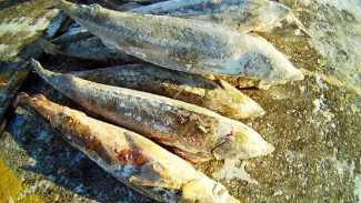Ряпушка за 500, нельма за 10 811: на Ямале штрафы за незаконный вылов рыбы увеличились до 20 раз