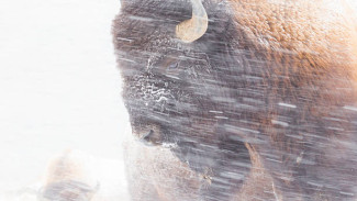 Погода в Салехарде и на Ямале: мороз до -40 и метель прогнозируют синоптики