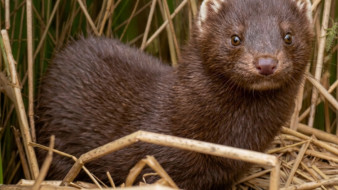 Спустя 70 лет на Чукотке и в Якутии изучат популяцию американской норки