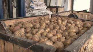 70-тонный урожай картофеля кормит весь Шурышкарский район