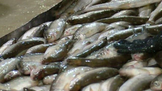 Промысловиков Белоярска улов рыбы в этом году не радует