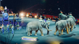 В Госдуму проект о запрете использовать животных в цирковых представлениях 