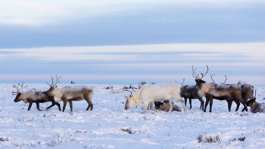 На Ямале стартовал пилотный проект «Безопасная тундра»