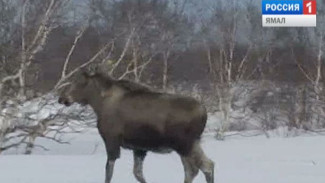 В Красноселькупском районе осудили браконьера, незаконно добывшего лося