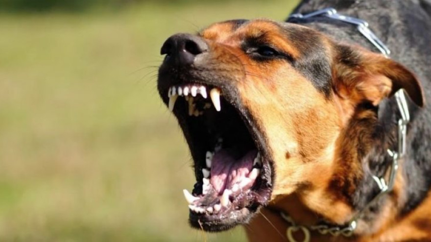 В Губкинском администрацию наказали рублем, за покусанную собакой девочку