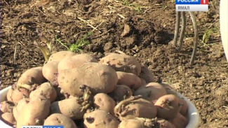 Жителям Надымского района предоставят земельные наделы для выращивания  картофеля