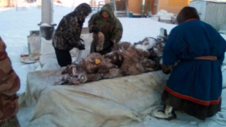 В Ямальском районе малоимущим жителям раздали оленьи головы
