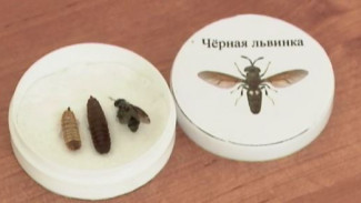 Повелители мух: ученые придумали, как с помощью личинок решить масштабные проблемы экологии