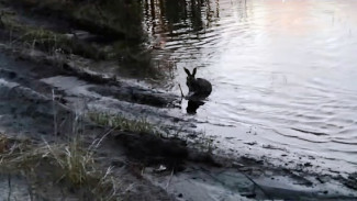 «Пришлось выручать косого». В Ноябрьске спасли загнанного коварной лисицей в озеро зайца (ВИДЕО) 