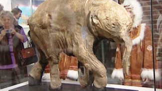 В музее Мирового океана появился клон мамонтёнка Любы