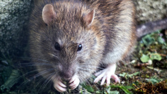 В Салехарде компании «Авето» пригрозили крупным штрафом за крысиную свалку