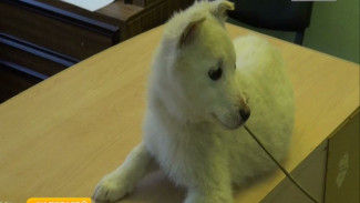 В Халясавэй приехали ветеринары для вакцинации домашних животных от бешенства