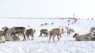 Первый в истории страны: 85 лет назад состоялся уникальный олений пробег Салехард-Омск