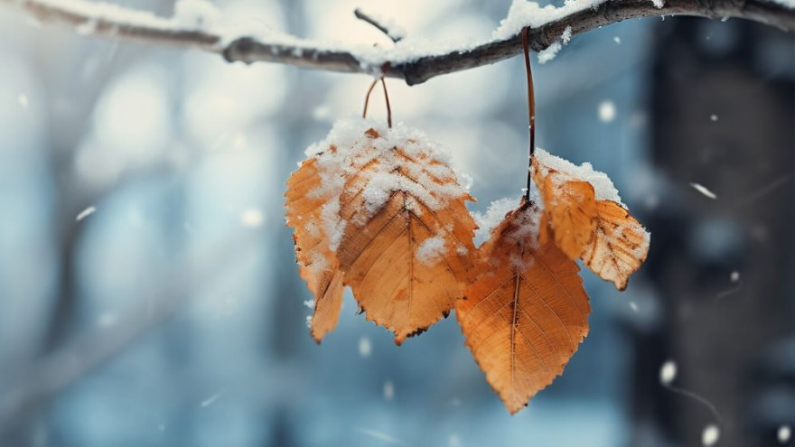 Погода в Салехарде и округе: снег и понижение температуры до -5 градусов обещают синоптики