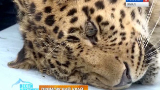 Леопард Коля переезжает из Приморья в Москву... в статусе жениха