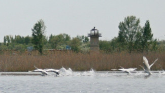Стая ямальских лебедей облюбовала «Птичью гавань» в Омске