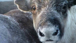 Ученые подтвердили угнетенность оленьих пастбищ и дефицит кормовых лишайников на Ямале