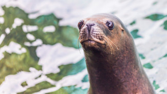 Три вида тюленей внесены в список исчезающих из-за изменения климата