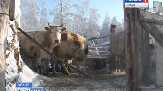 Буренка по-арктически. Специалисты выводят морозоустойчивые породы коров, чтобы прокормить северян