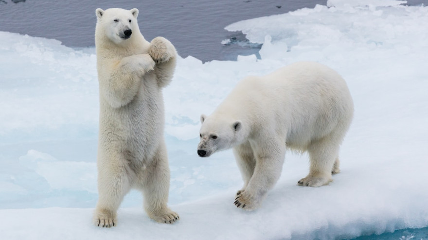 «Русская Арктика» снимет фильм на Новой Земле о краснокнижном белом медведе