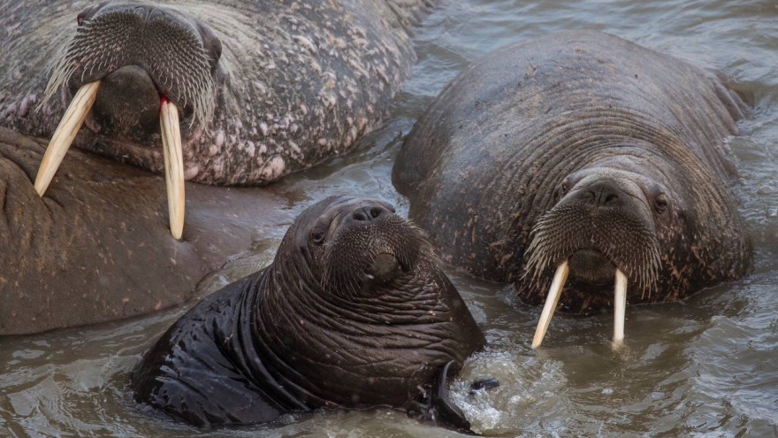 Ученые: лежбище атлантических моржей в Карском море - это ямальская популяция 