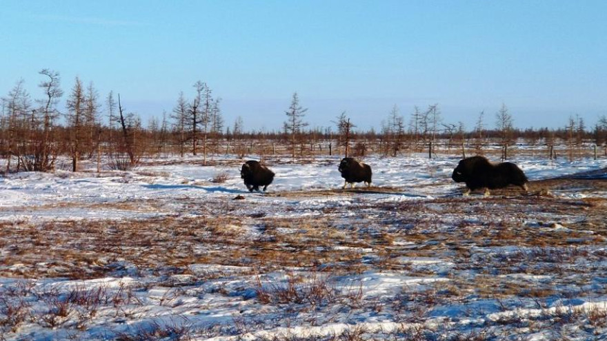 Природный парк «Полярно-Уральский» получит ненецкое имя, а туристы смогут увидеть овцебыков 
