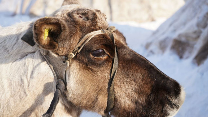 Запасы на зиму: в ЯНАО началась кампания по заготовке оленины