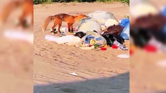 Место, где можно поживиться «вкусненьким»: в Салехарде лиса разгуливает возле кучи мусора
