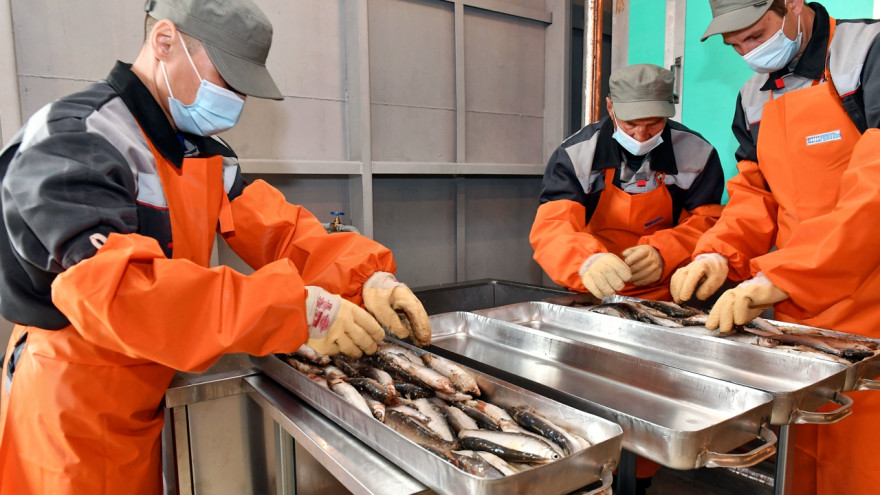 На Ямале появится два новых завода по переработке рыбы