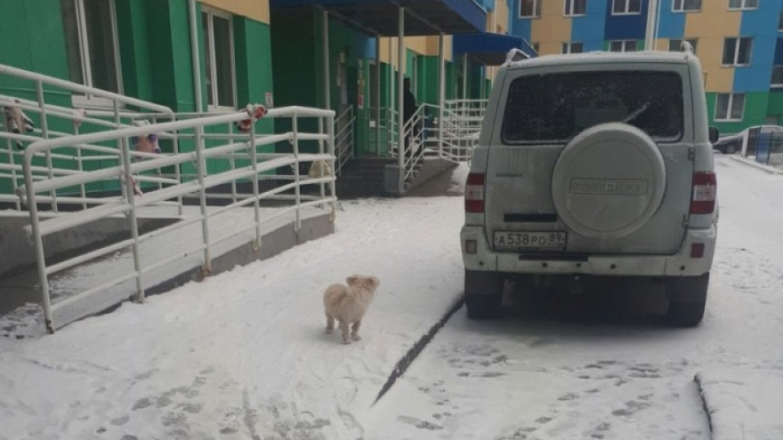 В Ноябрьске догхантеры ведут пальбу по собакам